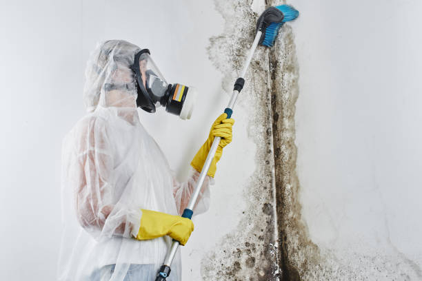 Best Crawl Space Mold Removal  in Shavertown, PA