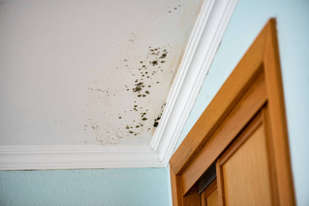 Best Same-Day Mold Removal  in Shavertown, PA