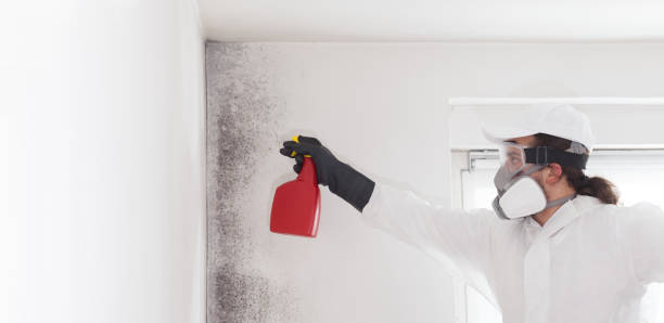 Best Toxic Mold Removal  in Shavertown, PA