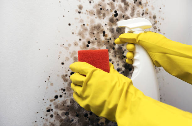 Best Mold Remediation Experts  in Shavertown, PA