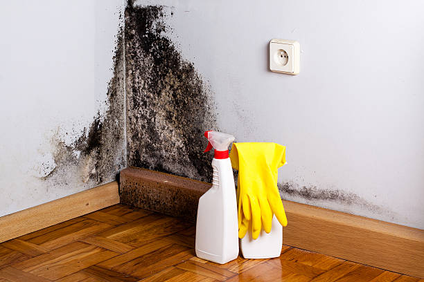Crawl Space Mold Removal in Shavertown, PA