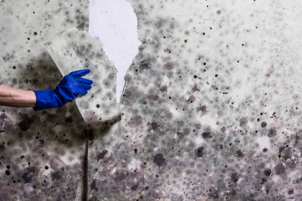 Certified Mold Removal in Shavertown, PA