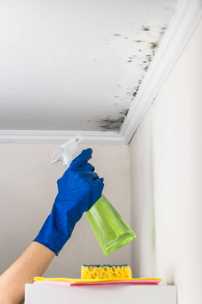 Best Mold Removal Specialists  in Shavertown, PA